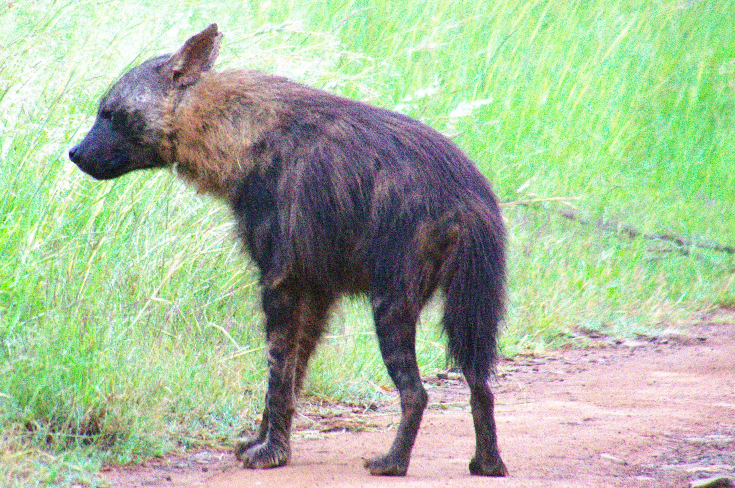 World Hyena Day: Understanding the Spotted and Brown Hyena